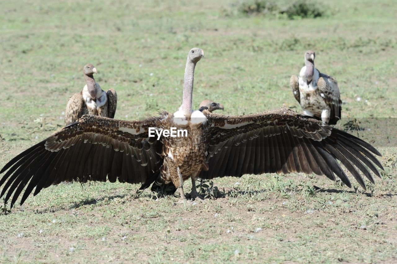Flock of birds on a field. vultures in serengeti, tanzania.
