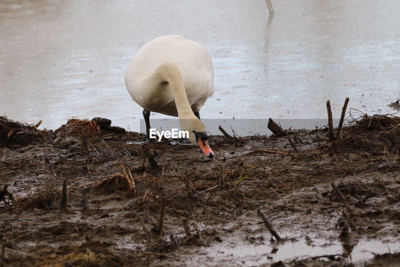 High angle view of a swan eating mud 