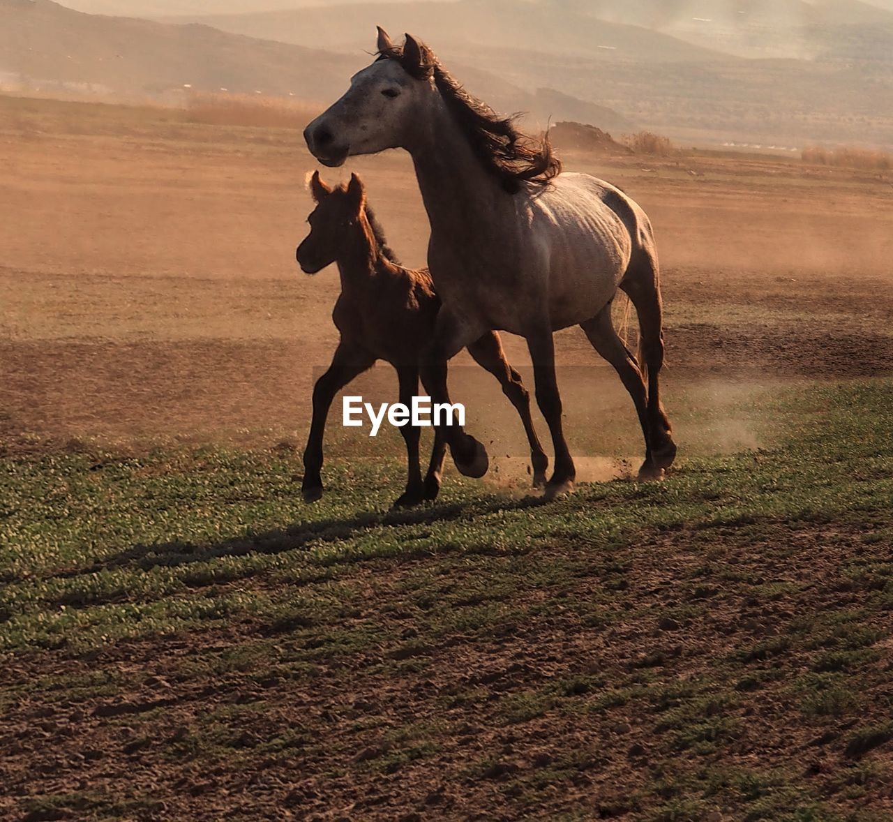 HORSE RUNNING IN A FIELD