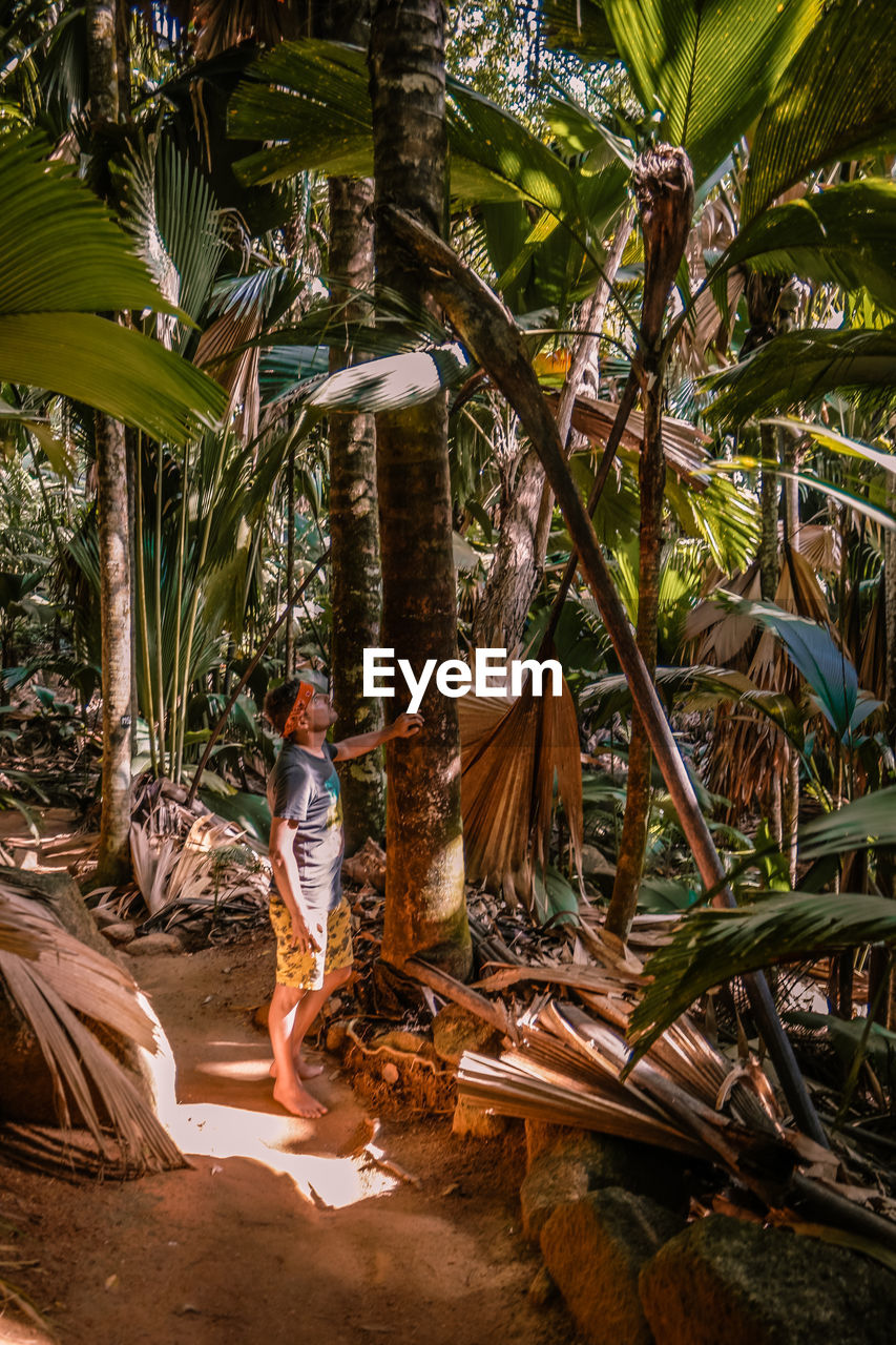 Man standing amidst palm trees in forest