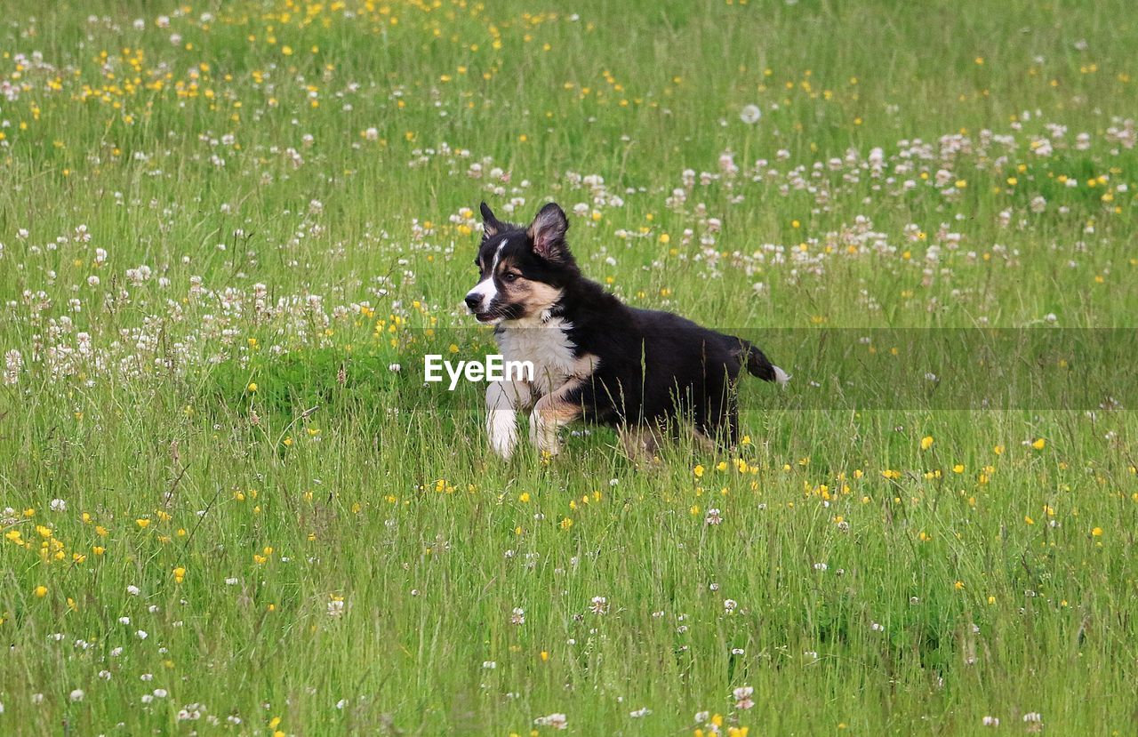 DOG ON FIELD