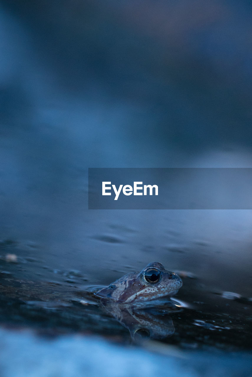 Close-up of frog in pond