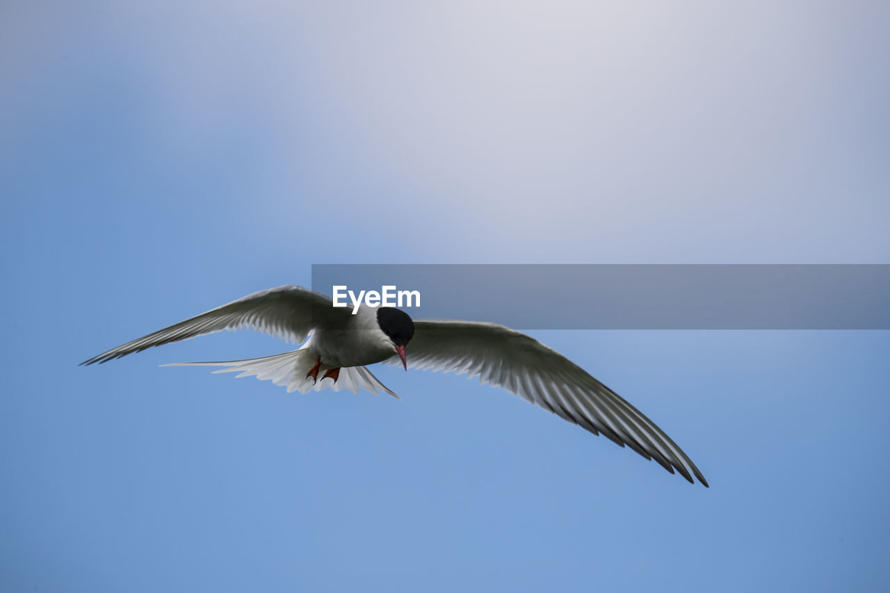 Low angle view of arctic tern flying against blue sky