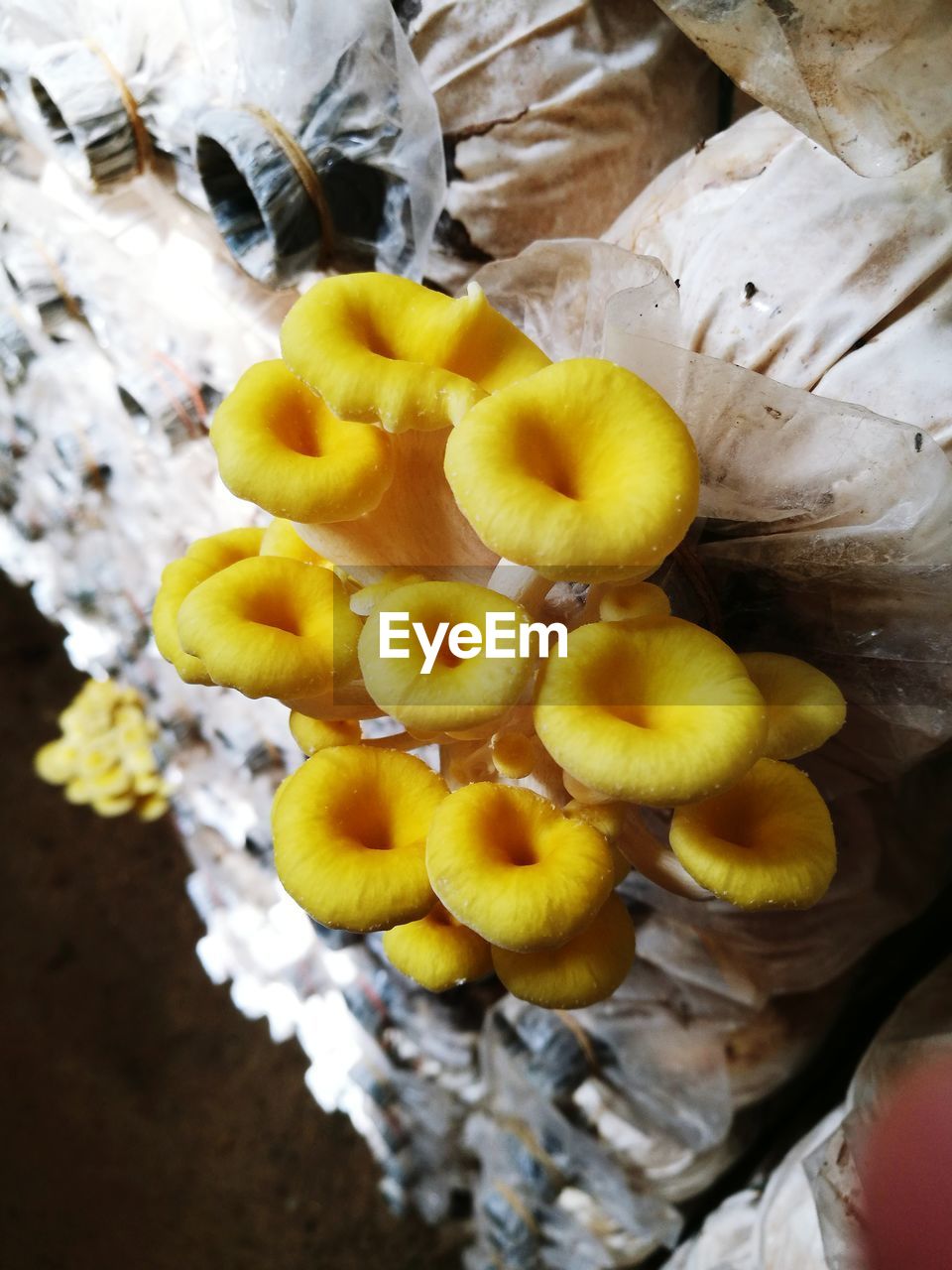 CLOSE-UP OF YELLOW FRUIT ON FLOWER