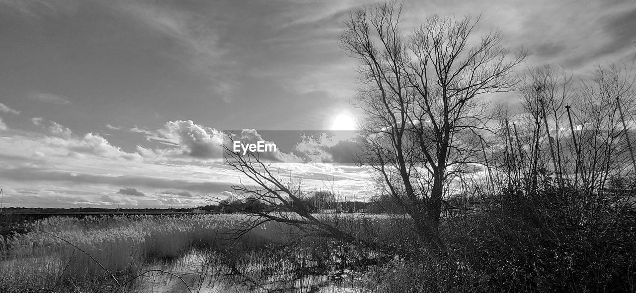SCENIC VIEW OF BARE TREES ON LANDSCAPE AGAINST SKY