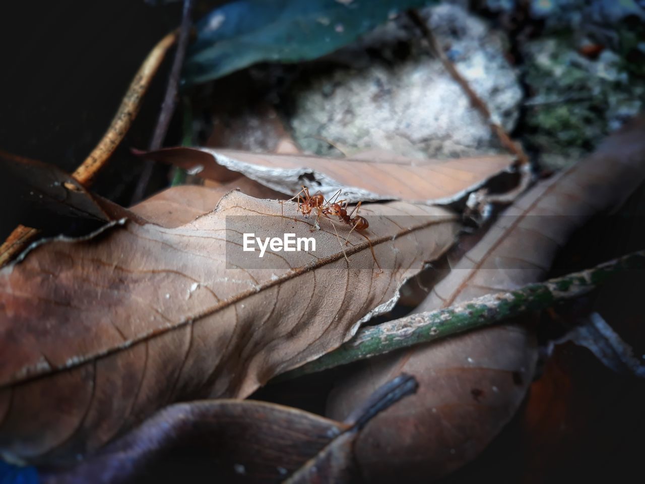 HIGH ANGLE VIEW OF INSECT ON TREE