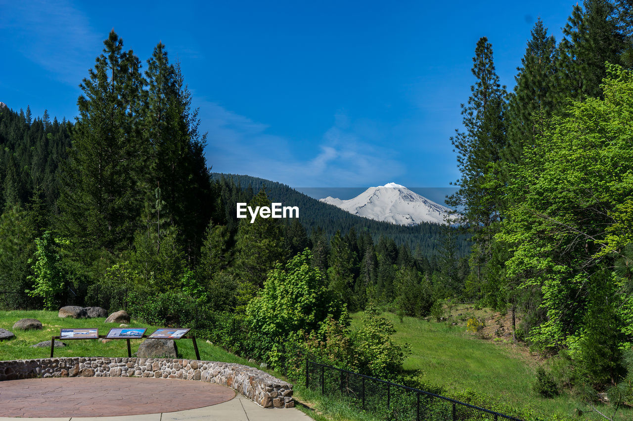 PANORAMIC SHOT OF PINE TREES AGAINST SKY