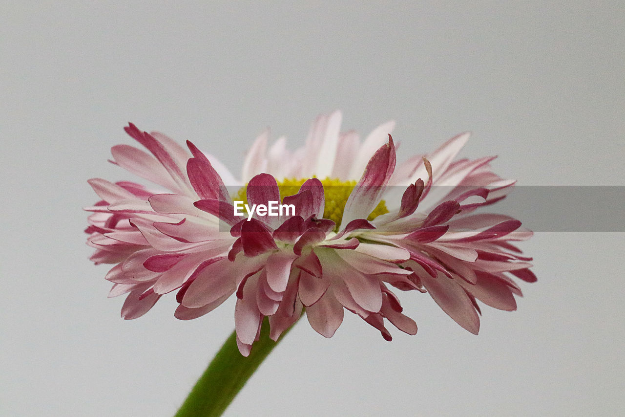 CLOSE-UP OF PINK FLOWER