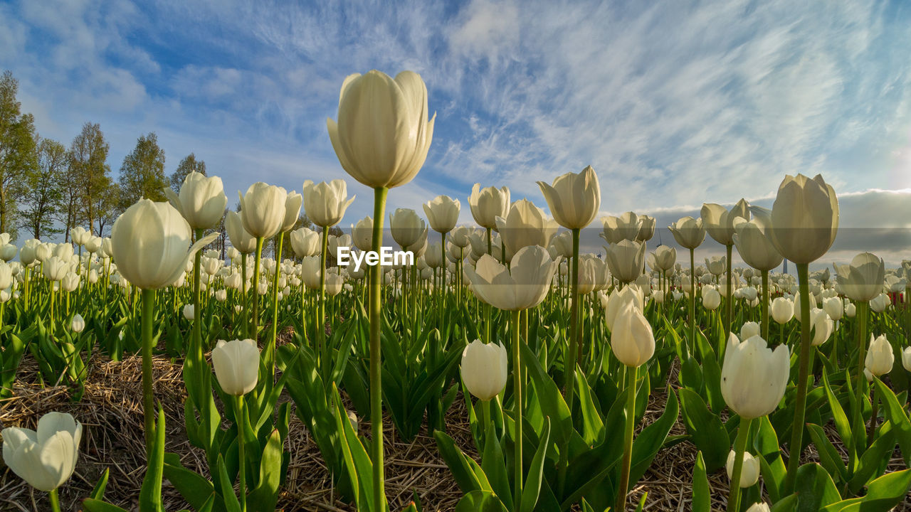 CLOSE-UP OF CROCUS BLOOMING ON FIELD