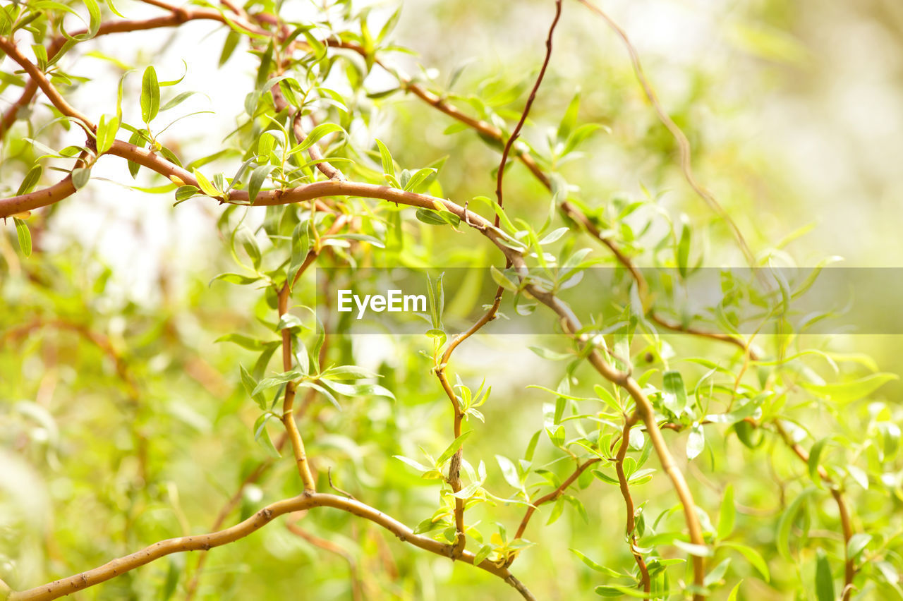 Close-up of plants against blurred background