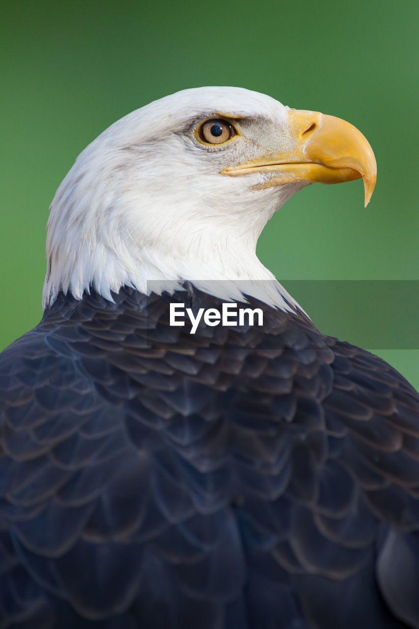 A portrait of an american bald eagle