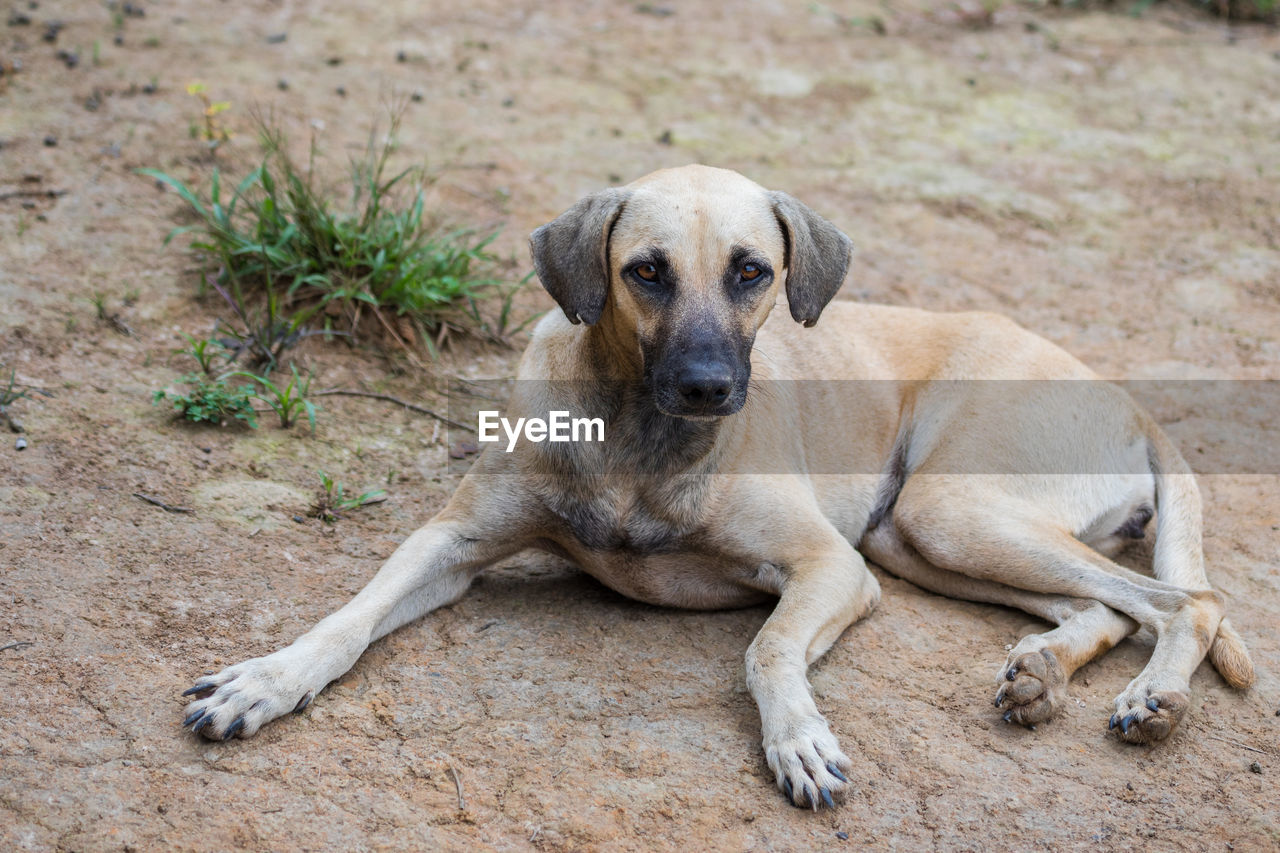 Portrait of dog relaxing outdoors