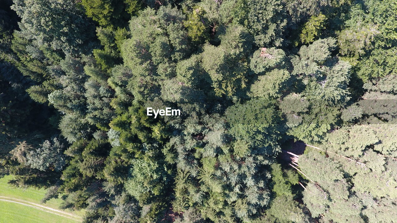 HIGH ANGLE VIEW OF TREE TRUNK