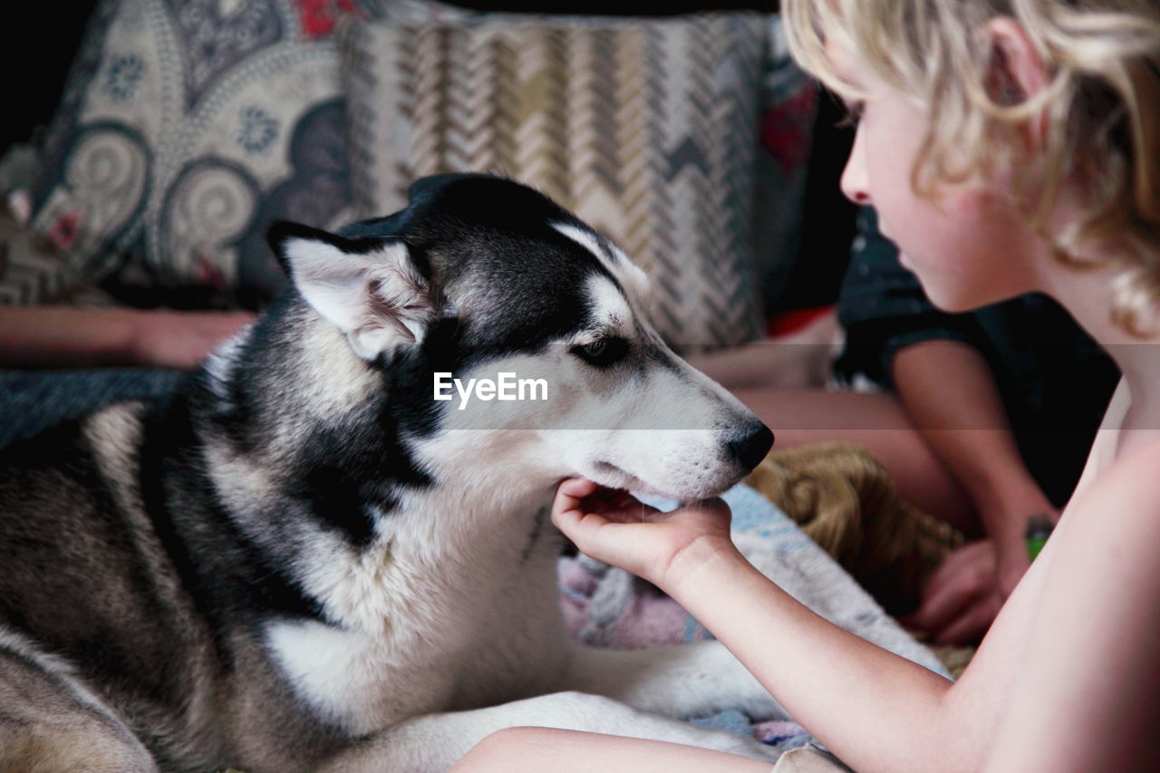 Close-up of boy touching siberian husky dog on bed