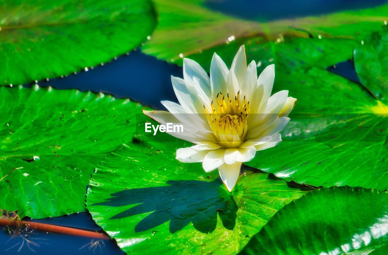 Close-up of water lily in lake