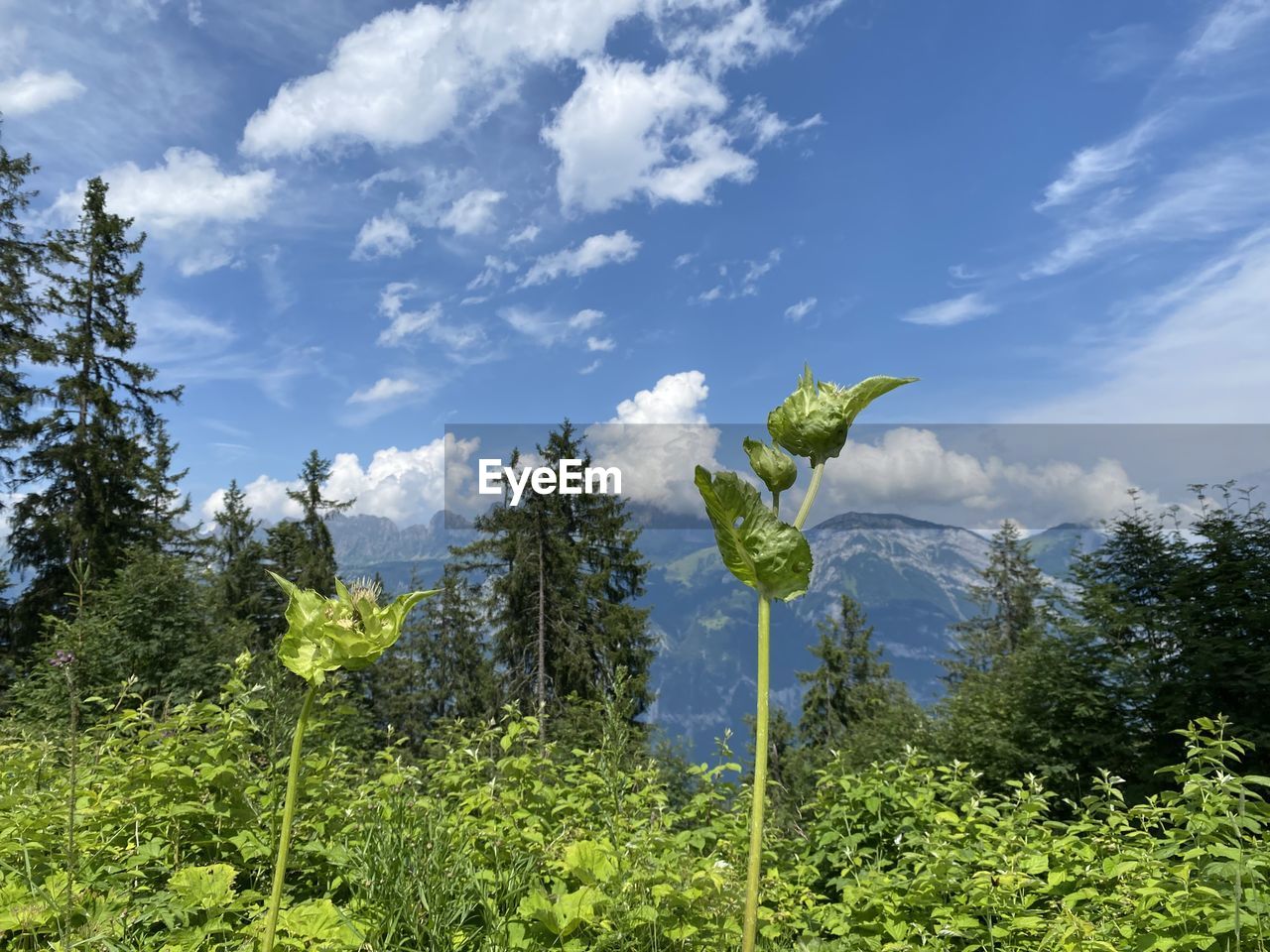 PLANTS ON LAND AGAINST SKY