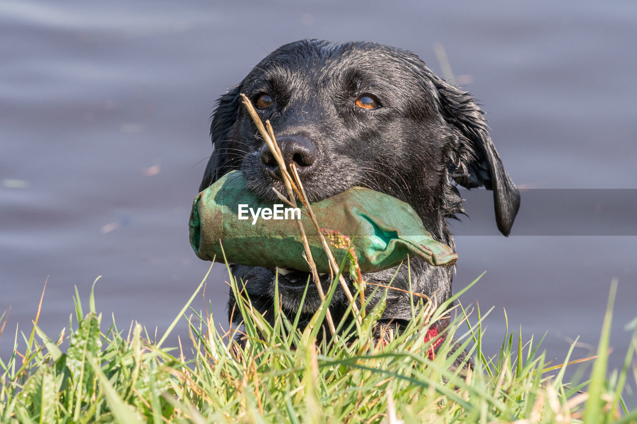 Head shot of a pedigree black labrador in the water with a training dummy in its mouth