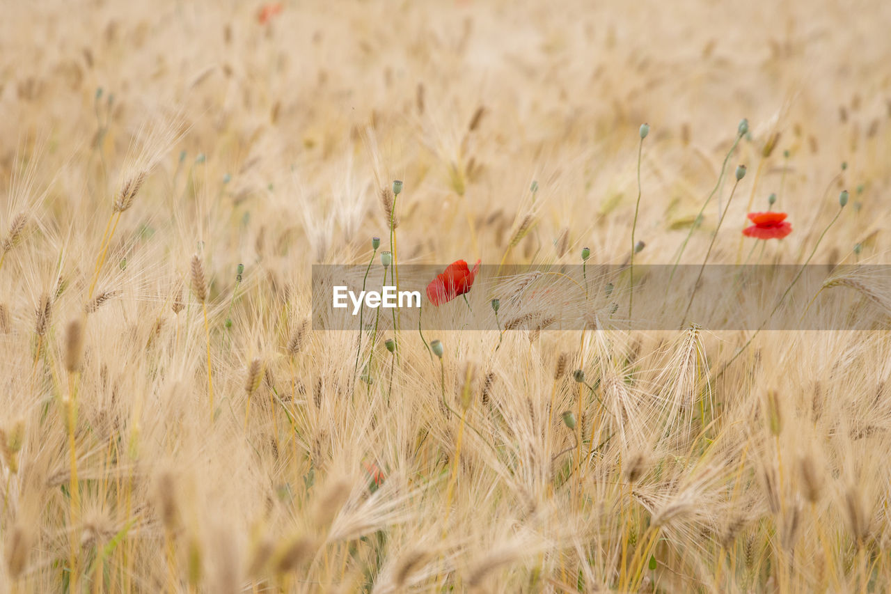 Close-up of wheat growing in field