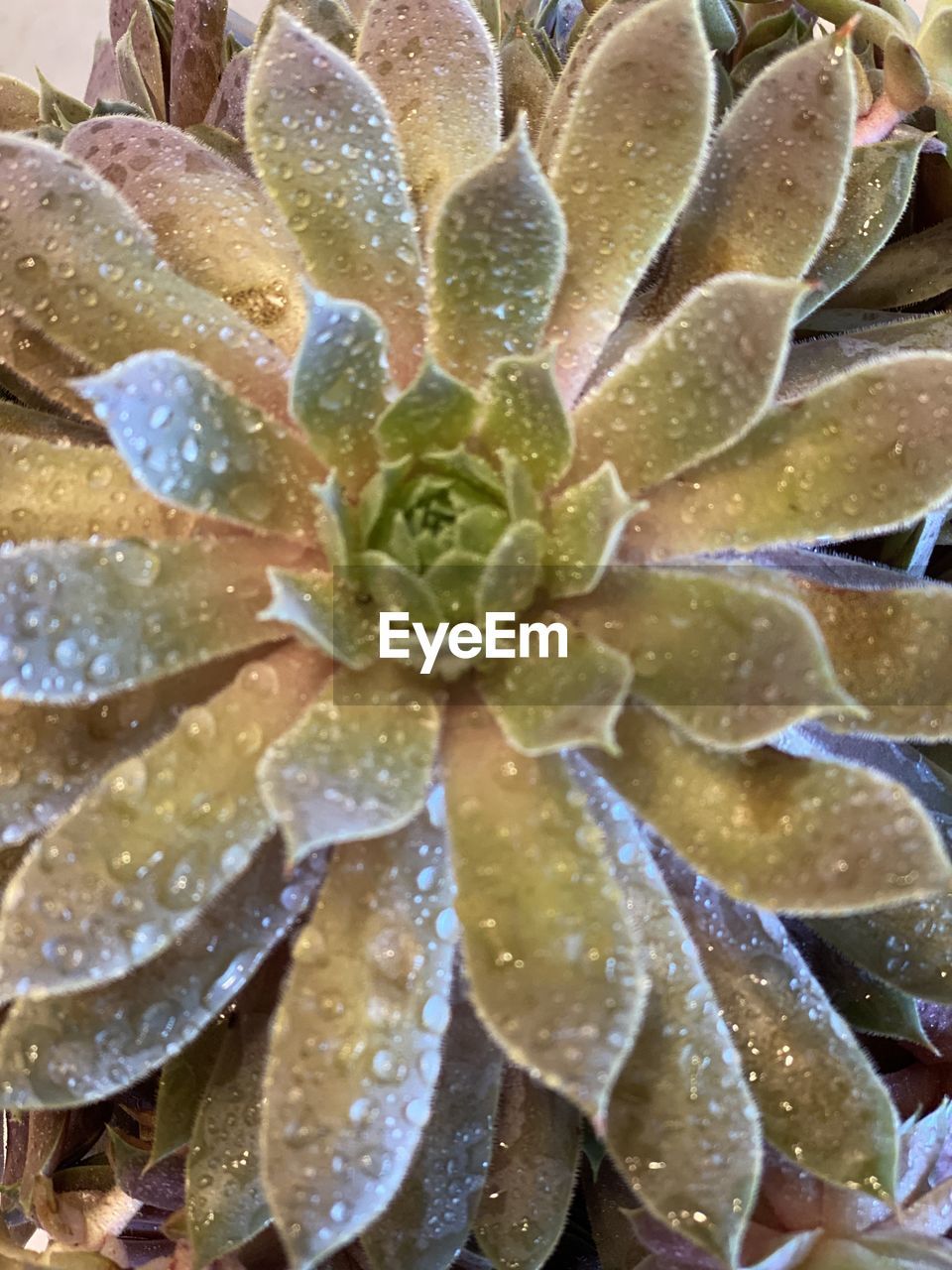 FULL FRAME SHOT OF SUCCULENT PLANT