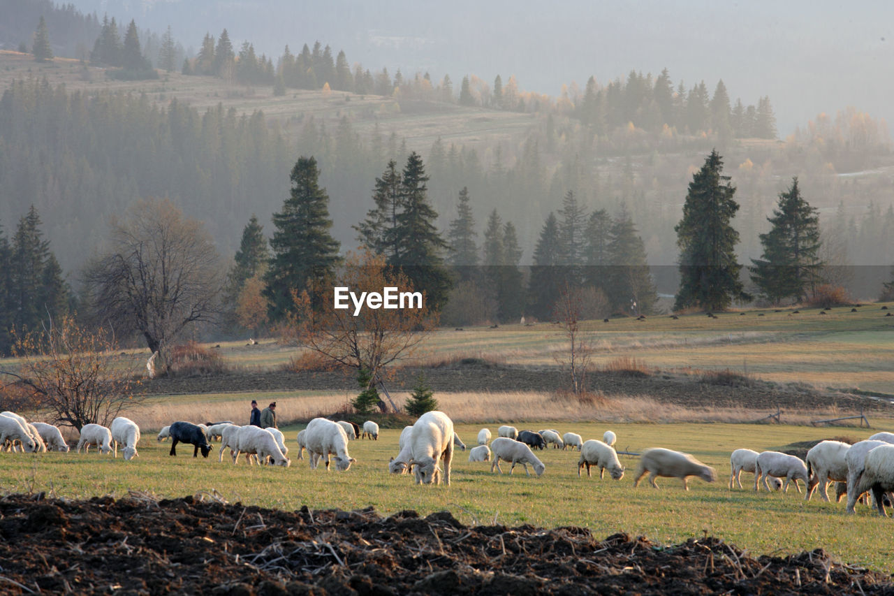 HORSES ON RIVERBANK