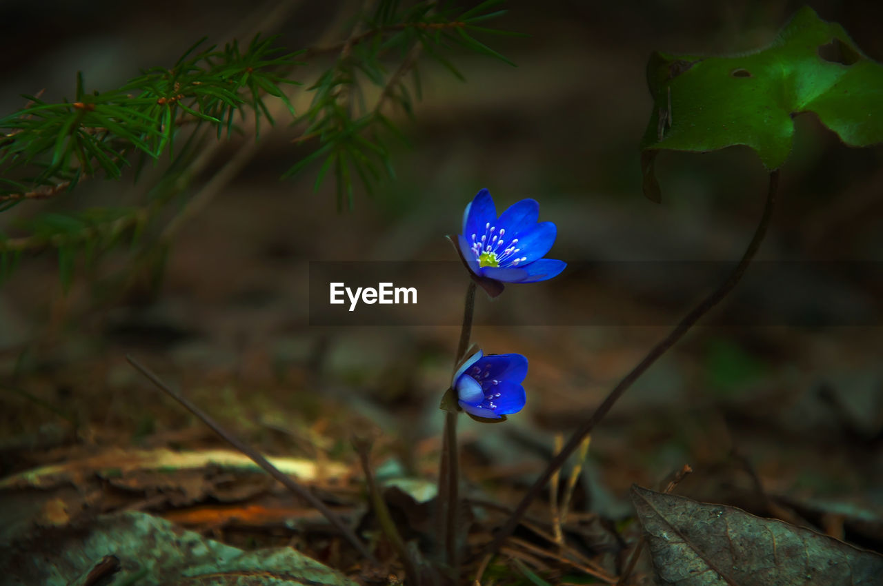 CLOSE-UP OF PURPLE FLOWERING PLANTS ON LAND