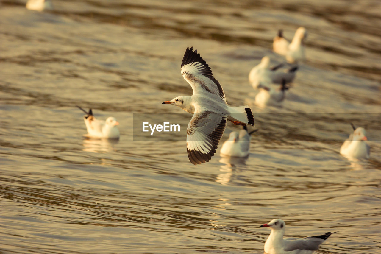 Close-up of seagull flying over sea