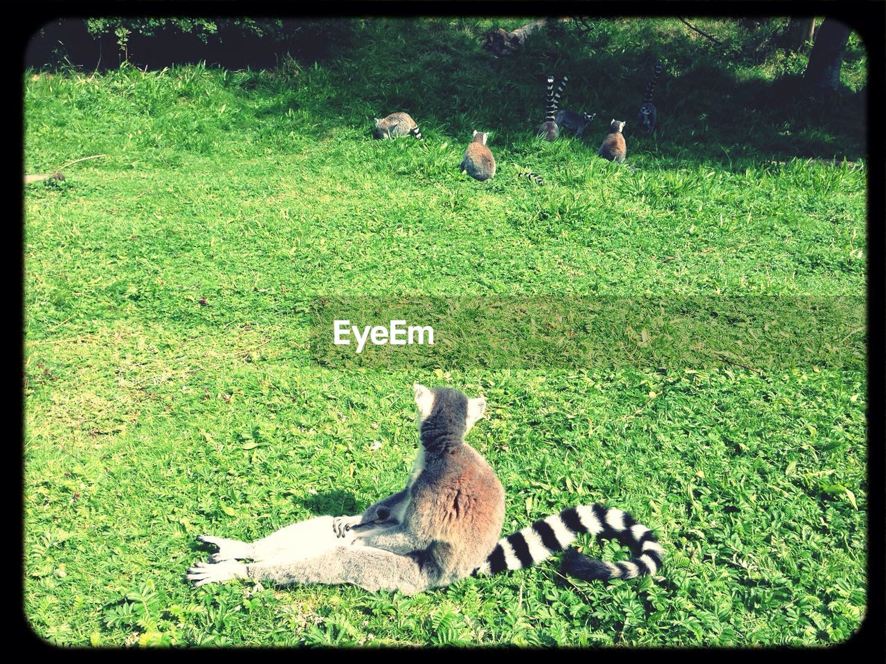 High angle view of ring-tailed lemurs sitting on field