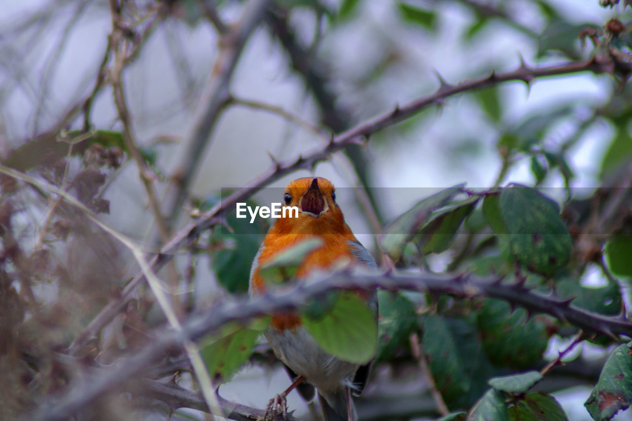 Close-up of robin perching on brambles 