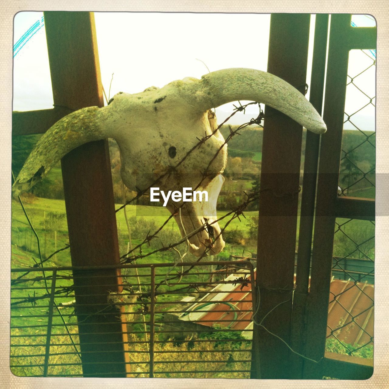 Close-up of cow skull on barbed wire fence