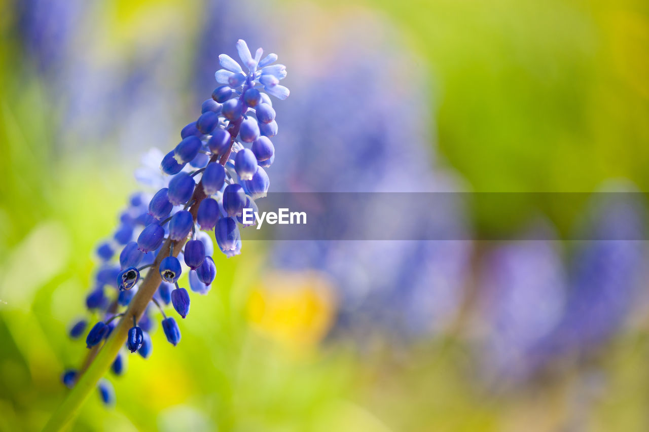 Close-up of purple flowers