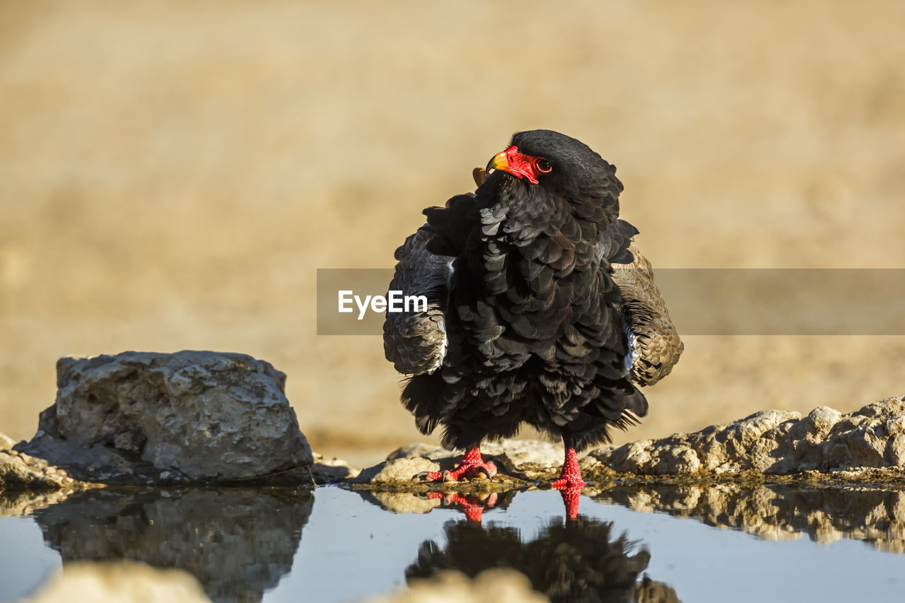 bird, animal themes, animal, animal wildlife, wildlife, nature, one animal, no people, close-up, black, outdoors, day, perching, rock, full length