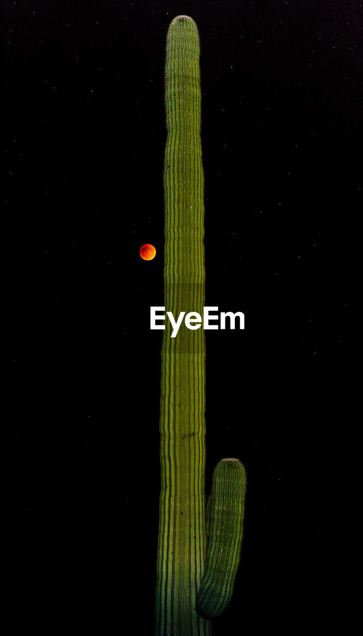 Low angle view of saguaro cactus against clear sky