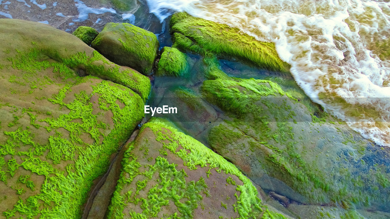 HIGH ANGLE VIEW OF MOSS GROWING ON ROCK