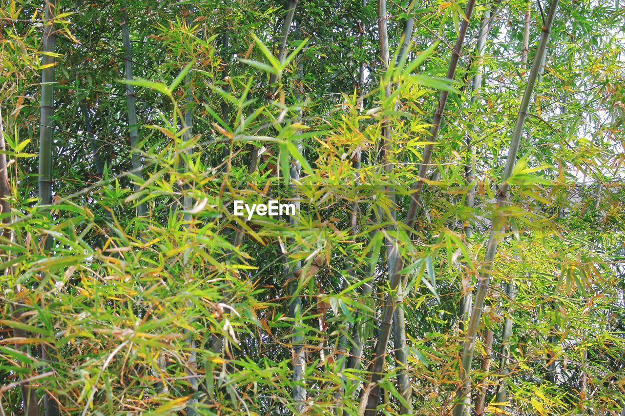 FULL FRAME SHOT OF BAMBOO TREES