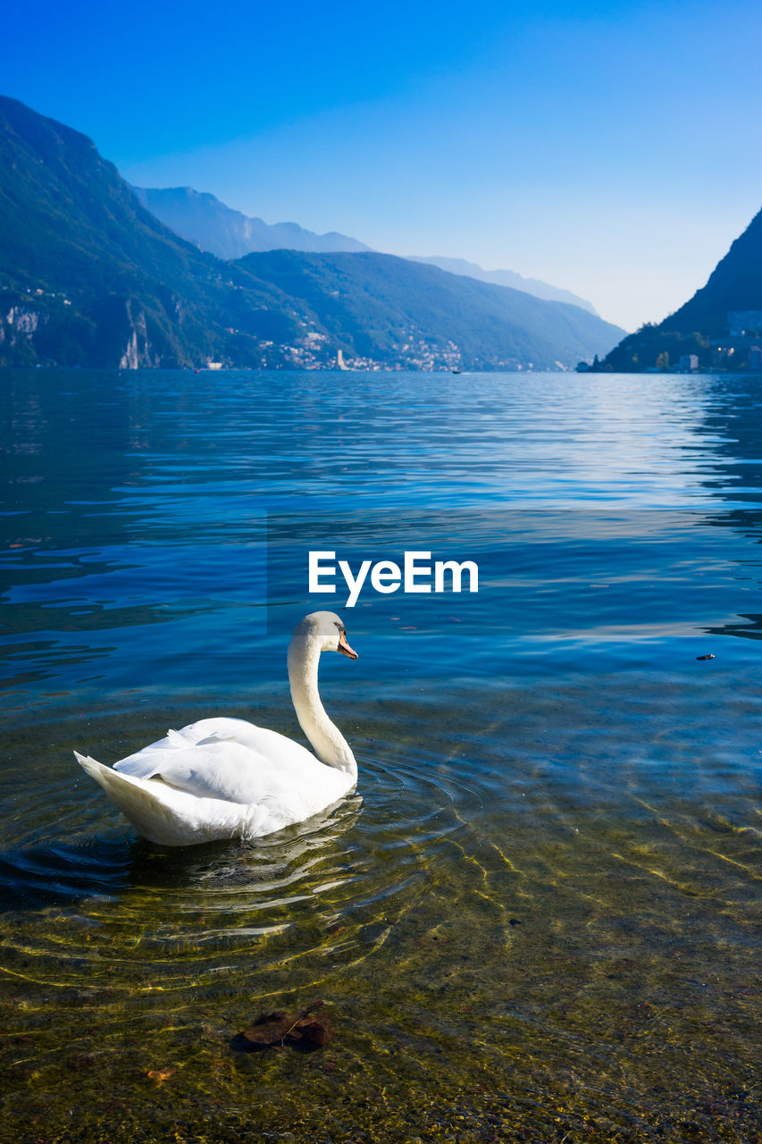 SWAN IN LAKE AGAINST MOUNTAINS