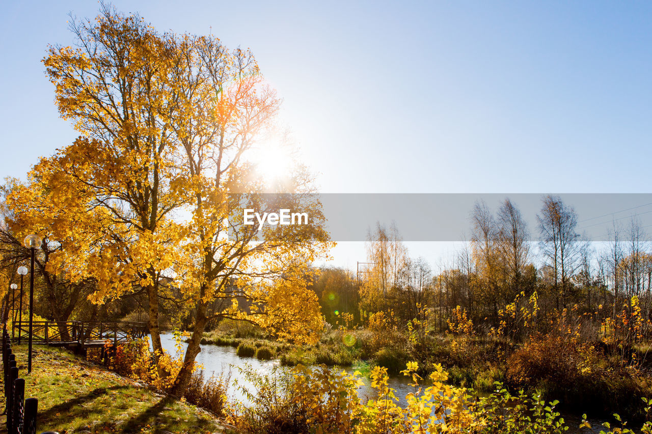 Trees against sky during autumn