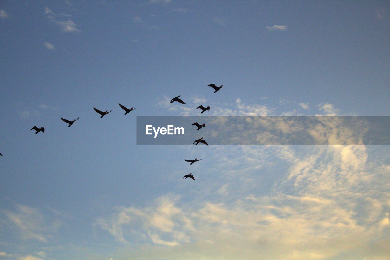 Low angle view of birds flying in sky