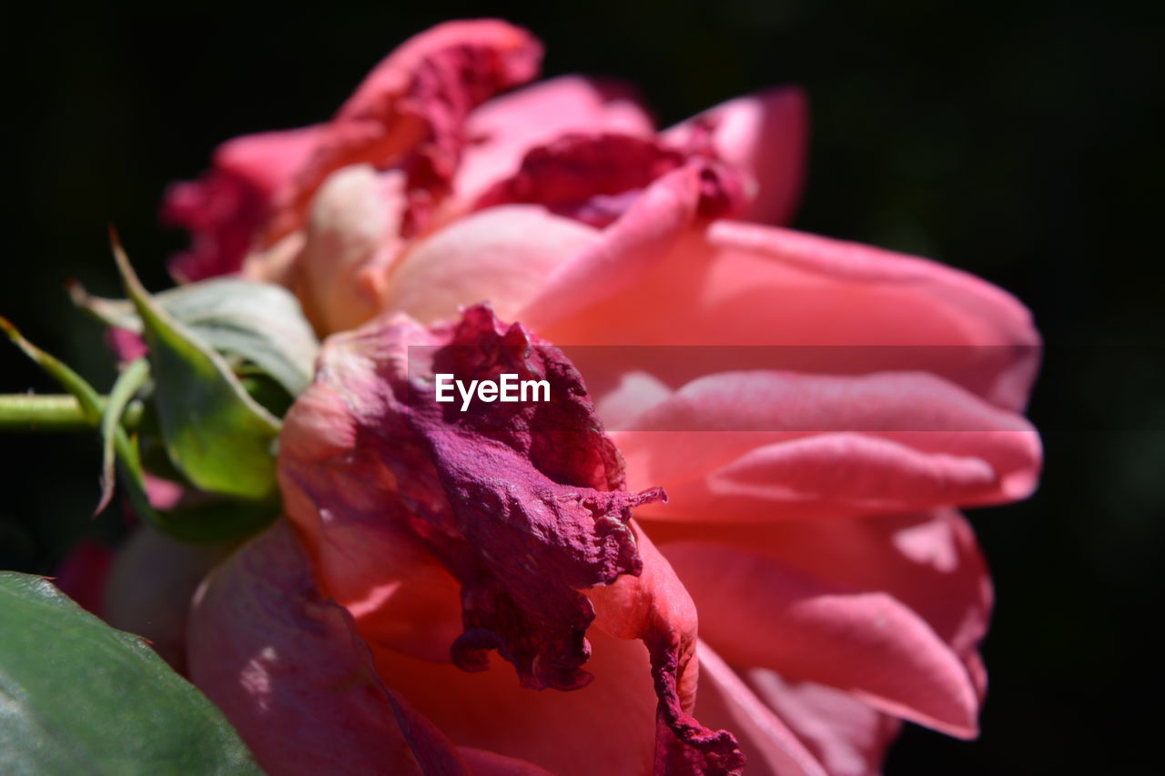 Close-up of pink rose flower