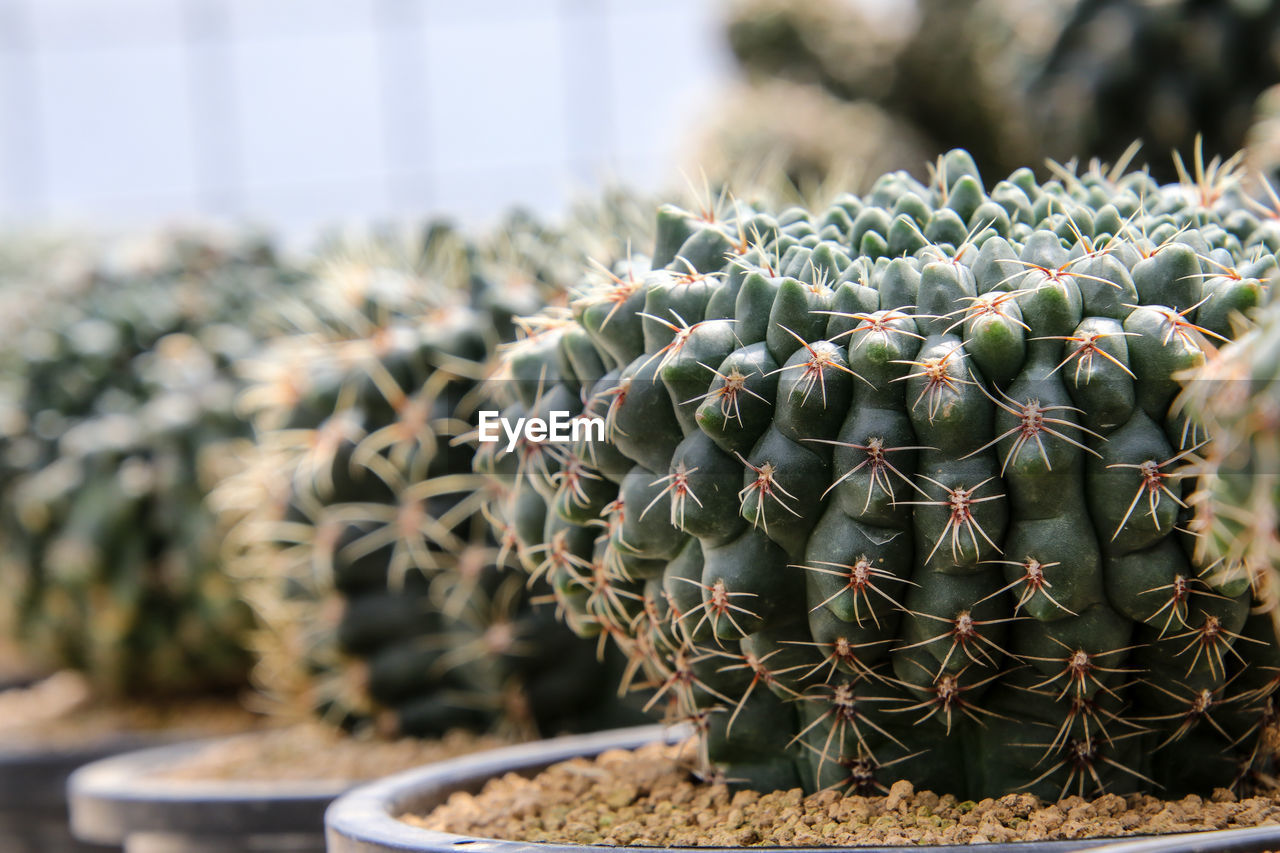 Close-up of succulent plant