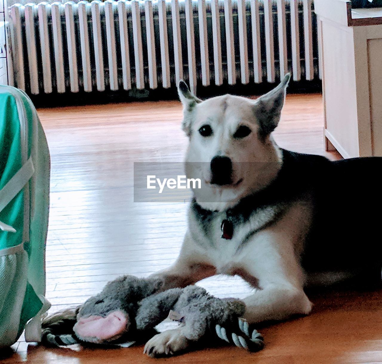 CLOSE-UP PORTRAIT OF DOG SITTING ON FLOOR