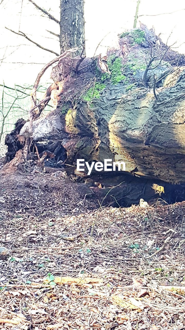 CLOSE-UP OF TREE