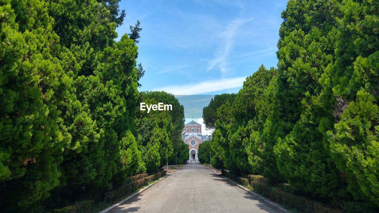 Close-up of road amidst trees on both sides