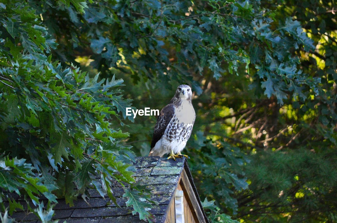 BIRD PERCHING ON BRANCH