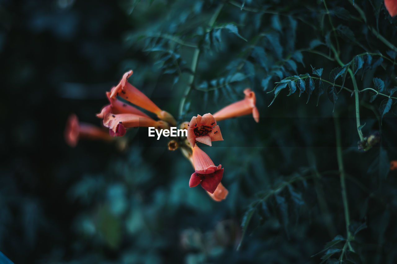 CLOSE-UP OF RED FLOWERING PLANT AGAINST BLURRED BACKGROUND