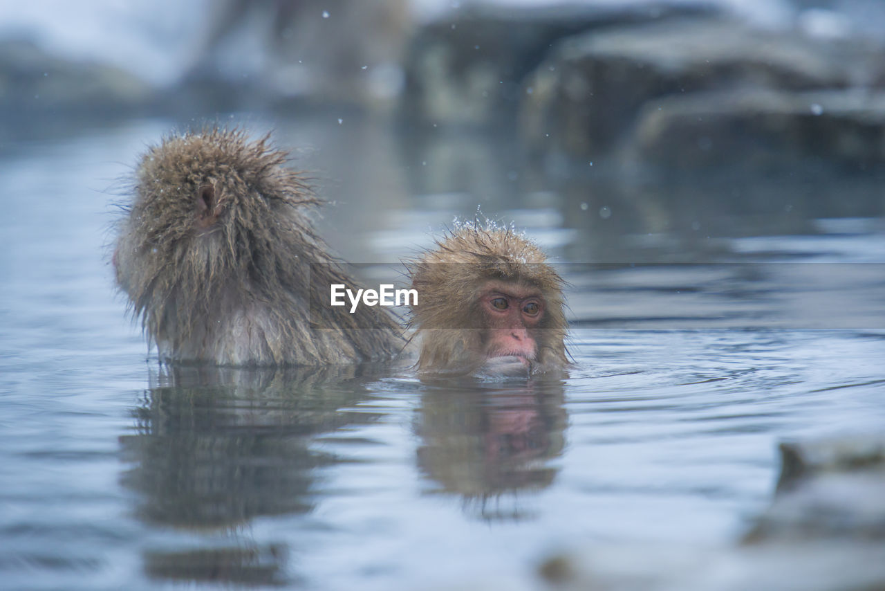 Snow monkey in a hot spring, nagano, japan.