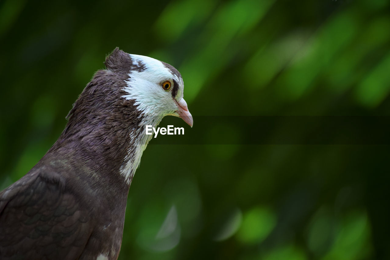 Close-up of bird against blurred background