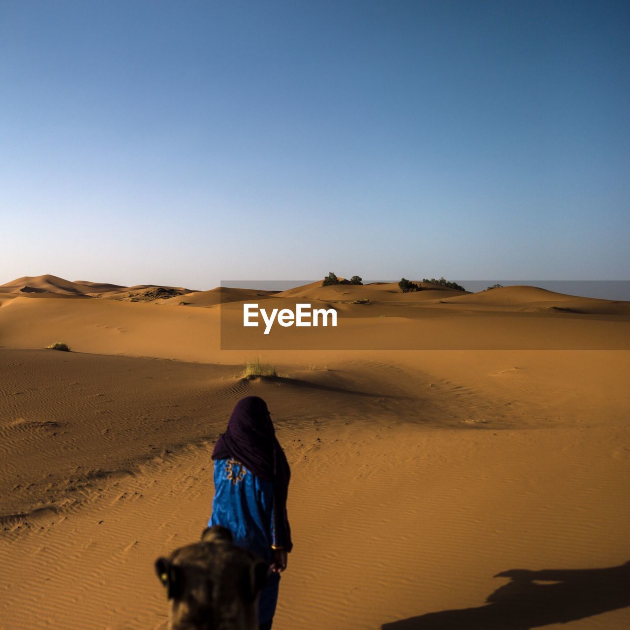 Rear view of berber walking with camel on desert against clear sky