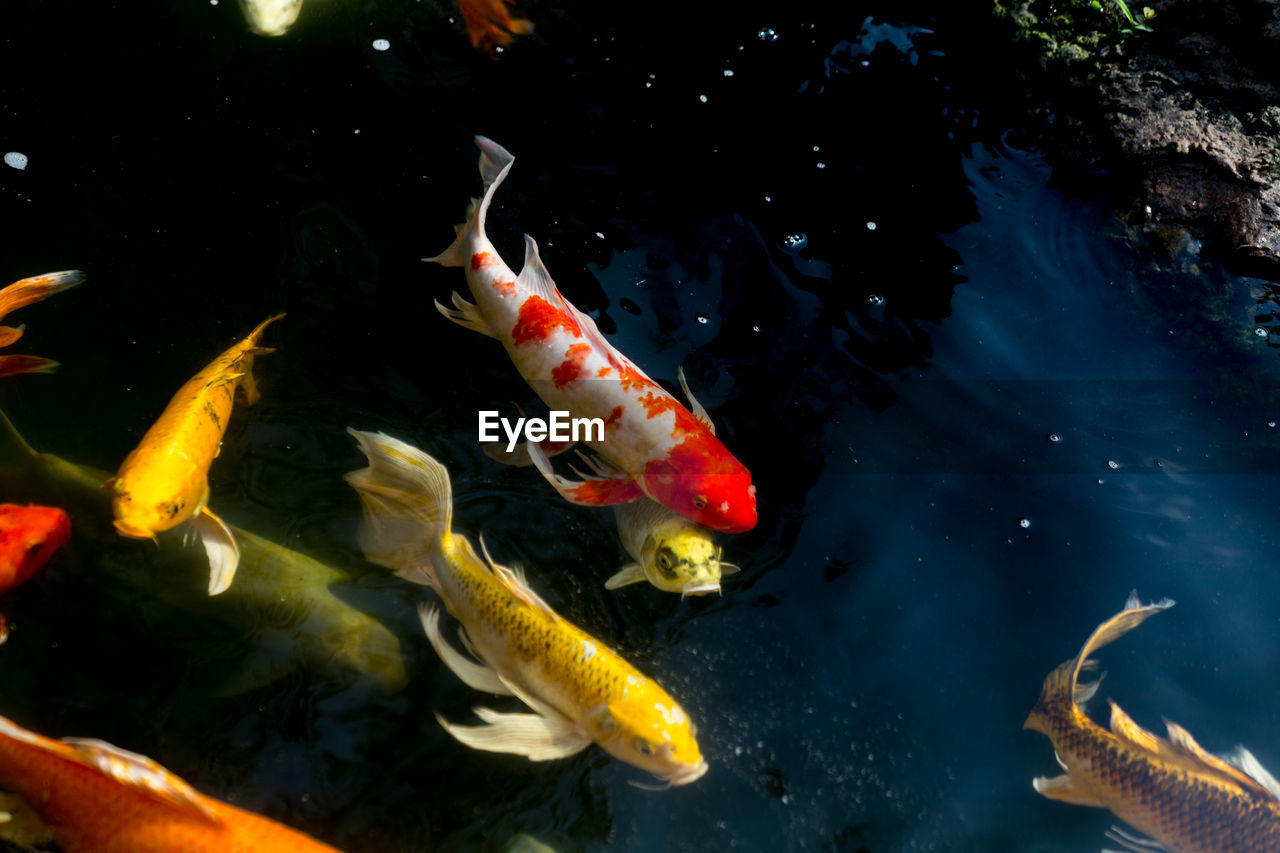 HIGH ANGLE VIEW OF KOI CARPS SWIMMING IN SEA