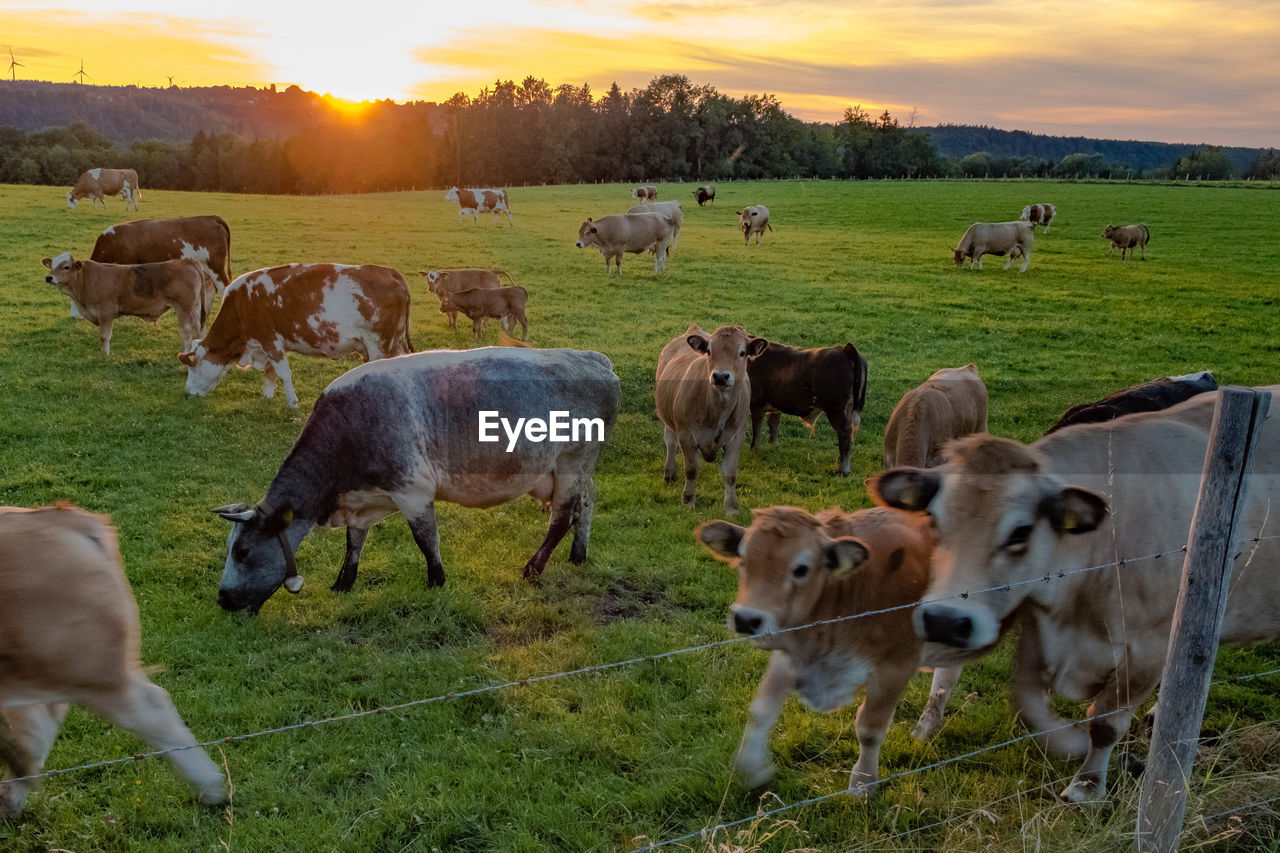 HORSES GRAZING IN FIELD