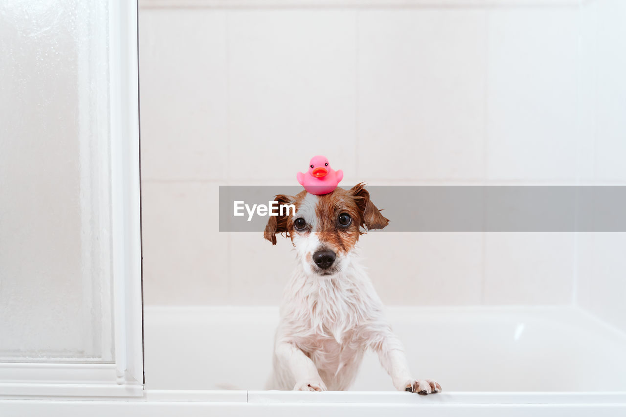 PORTRAIT OF A DOG ON THE TABLE